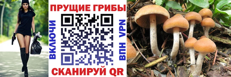Галлюциногенные грибы мухоморы  где продают наркотики  Кириши 